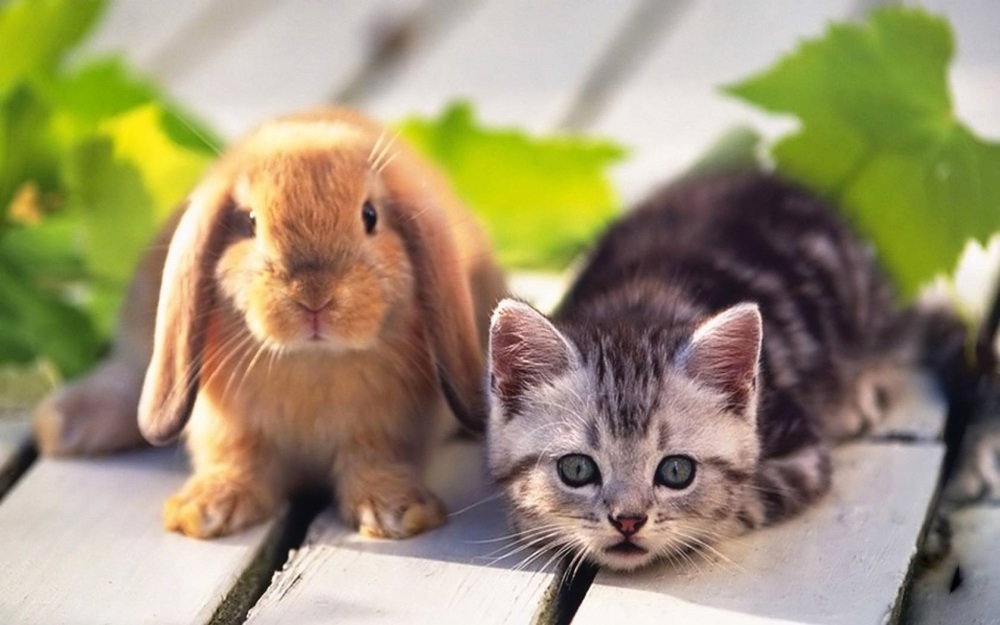 75540-home-pets-kitten-and-rabbit21